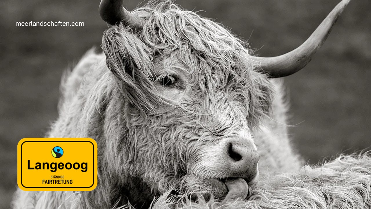 Übersichtskarte von Langeoog mit der Aufschrift Moin